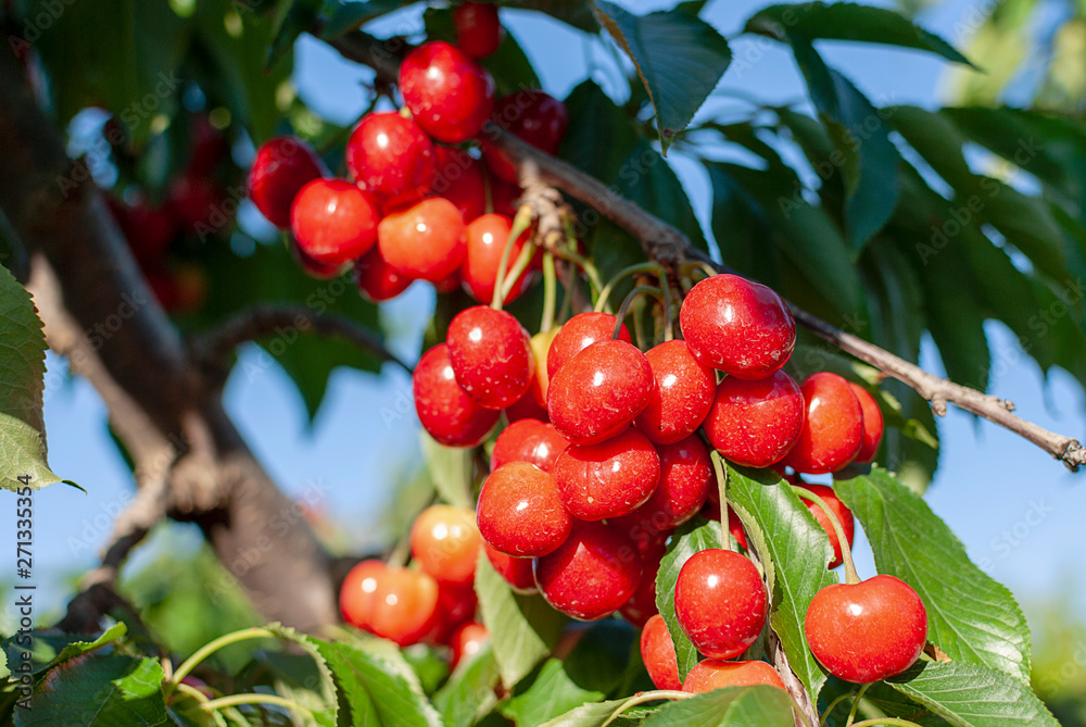 Big red cherries with leaves and stalks. Good harvest of juicy ripe cherries. Cluster of ripe cherries on cherry tree. Fresh and healthy fruit. Cherry orchard. Big red cherries with leaves and stalks. Good harvest of juicy ripe cherries. Cluster of ripe cherries on cherry tree. Fresh and healthy fruit. Cherry orchard.