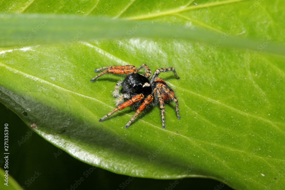 ragno salticida (Philaeus chrysops - maschio) ragno salticida (Philaeus chrysops - maschio)