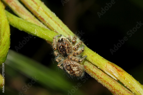 ragno salticida (Philaeus chrysops - femmina) photo