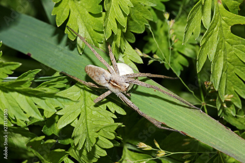 un ragno cacciatore (Pisaura mirabilis) che trasporta e protegge la sua ooteca sferica photo