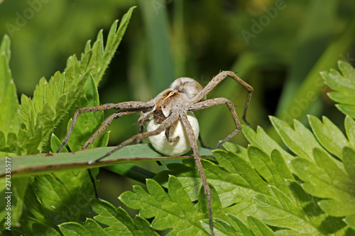 un ragno cacciatore (Pisaura mirabilis) che trasporta e protegge la sua ooteca sferica photo