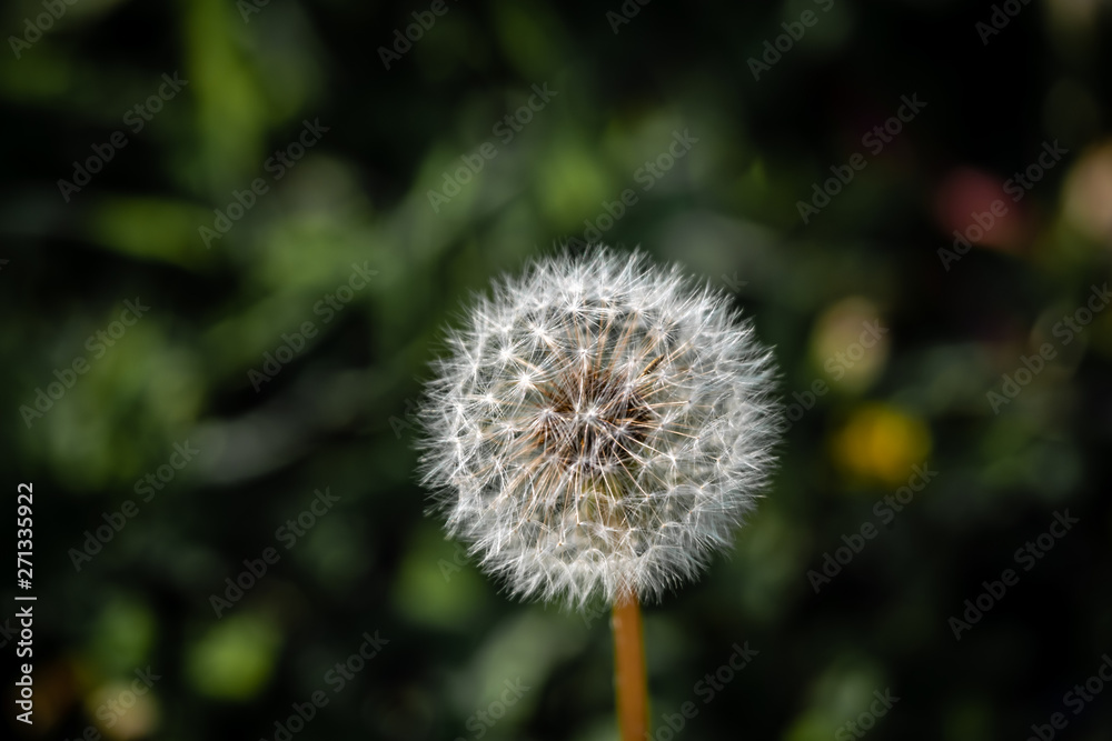 dandelion on green background dandelion on green background