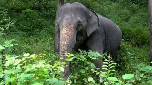 Elephants on grass. Elephant World Sunctuary, Thailand photo