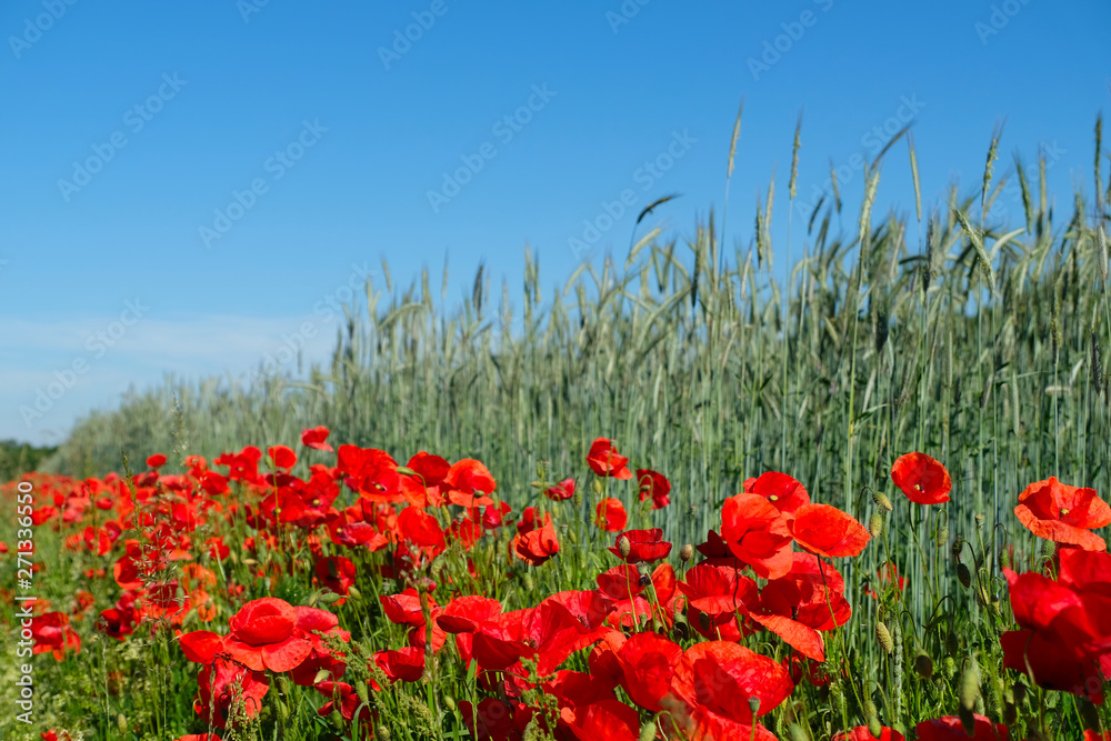 Red blooming poppies for bees, pollinators and insect along rye and cereal field.