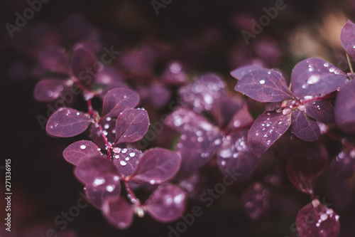 Wet red leaves with raindrops, macro background