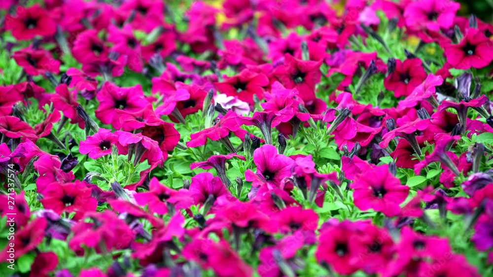 pink decorative flowers on a decorated flower bed. pink decorative flowers on a decorated flower bed.