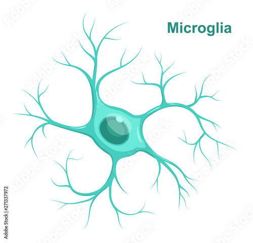 Vector Illustration of microglia.  Neuroglia (glial cell) photo