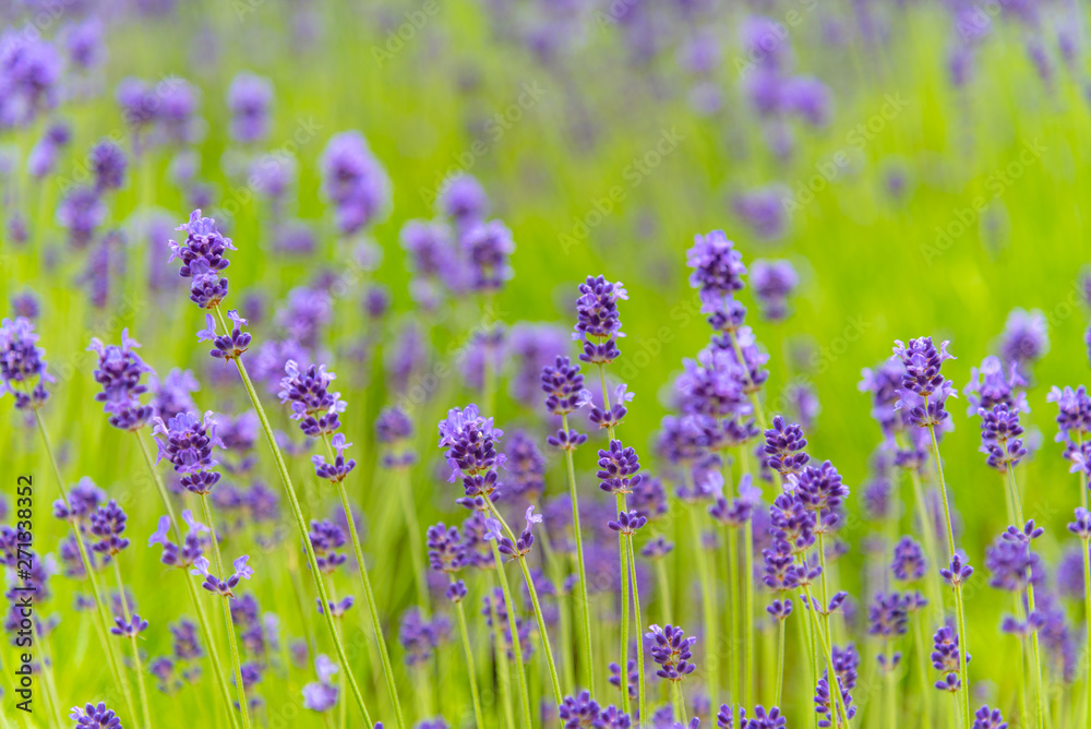 Fototapeta premium close-up violet Lavender flowers field in summer sunny day with soft focus blur background. Furano, Hokkaido, Japan