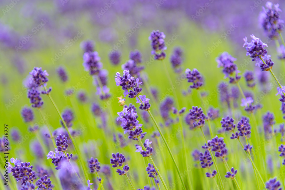 Naklejka premium close-up violet Lavender flowers field in summer sunny day with soft focus blur background. Furano, Hokkaido, Japan