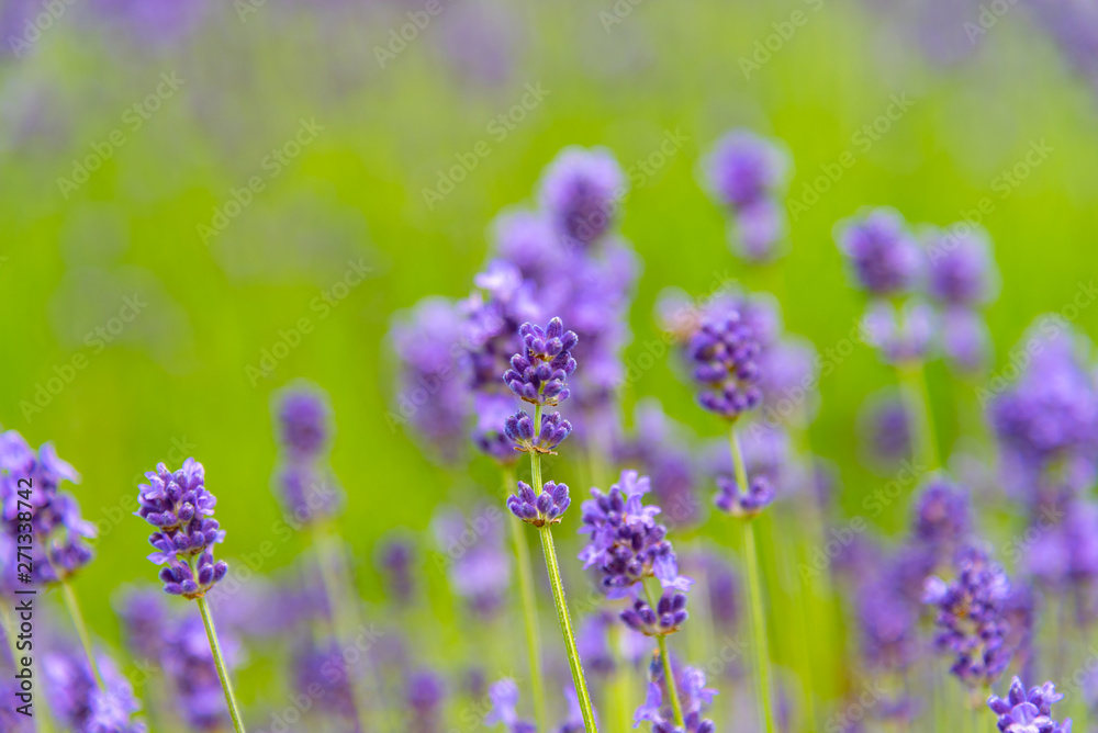 close-up violet Lavender flowers field in summer sunny day with soft focus blur background. Furano, Hokkaido, Japan close-up violet Lavender flowers field in summer sunny day with soft focus blur background. Furano, Hokkaido, Japan