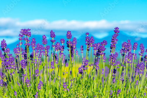 close-up violet Lavender flowers field in summer sunny day with soft focus blur natural background. Furano, Hokkaido, Japan