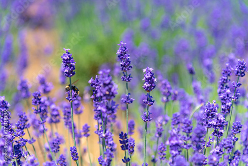 close-up violet Lavender flowers field in summer sunny day with soft focus blur background. Furano  Hokkaido  Japan