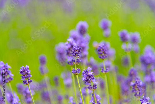 close-up violet Lavender flowers field in summer sunny day with soft focus blur background. Furano, Hokkaido, Japan