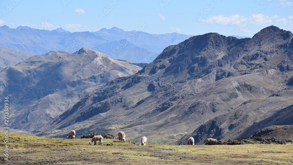 Alpacas grazing near the Vilcanta mountain range