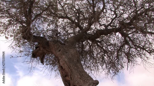 Ancient Pistachio tree in the Negev desert Israel photo