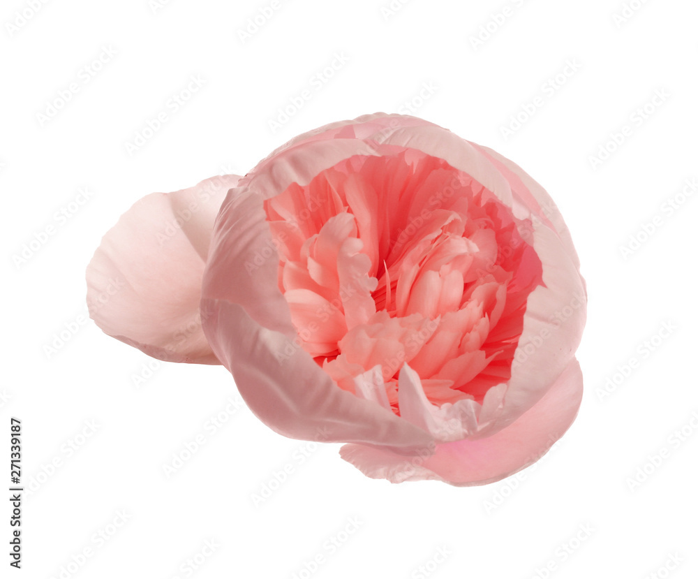 Beautiful tender peony on white background. Fragrant spring flower Beautiful tender peony on white background. Fragrant spring flower