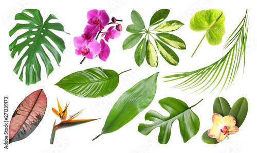 Set of fresh tropical leaves and flowers on white background