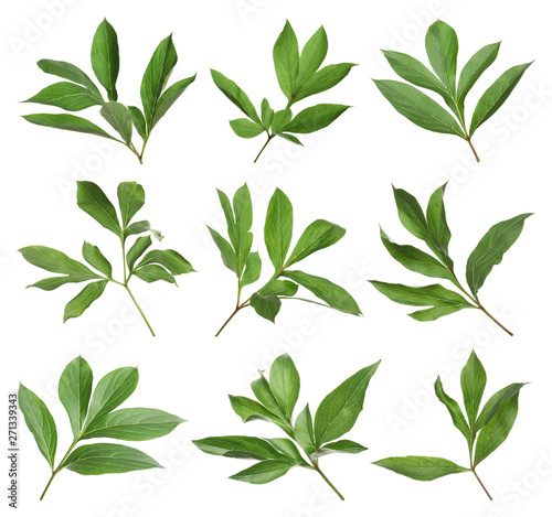 Set of fresh green peony leaves on white background