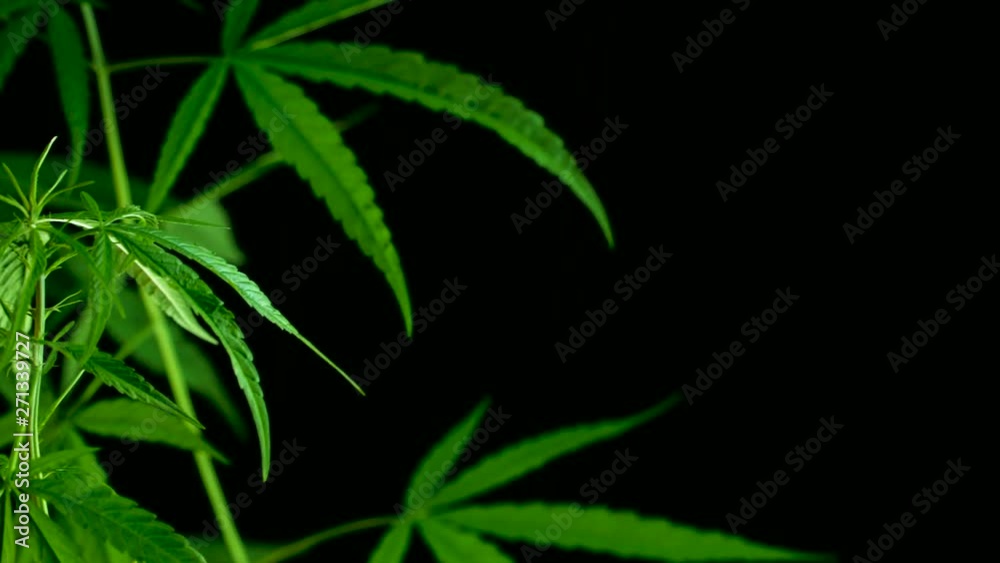 The cannabis in natural conditions. Leaves of hemp in the wind The cannabis in natural conditions. Leaves of hemp in the wind