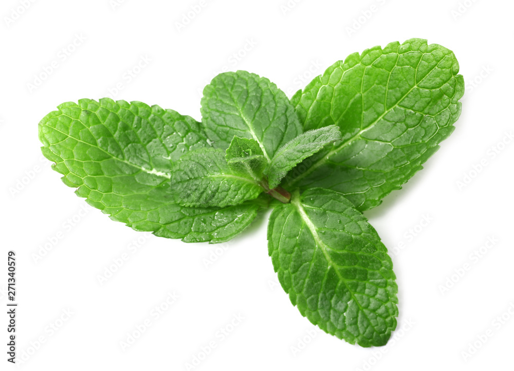 Wet twig of fresh mint isolated on white Wet twig of fresh mint isolated on white