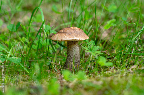 Mushroom boletus growing in the grass in the wild