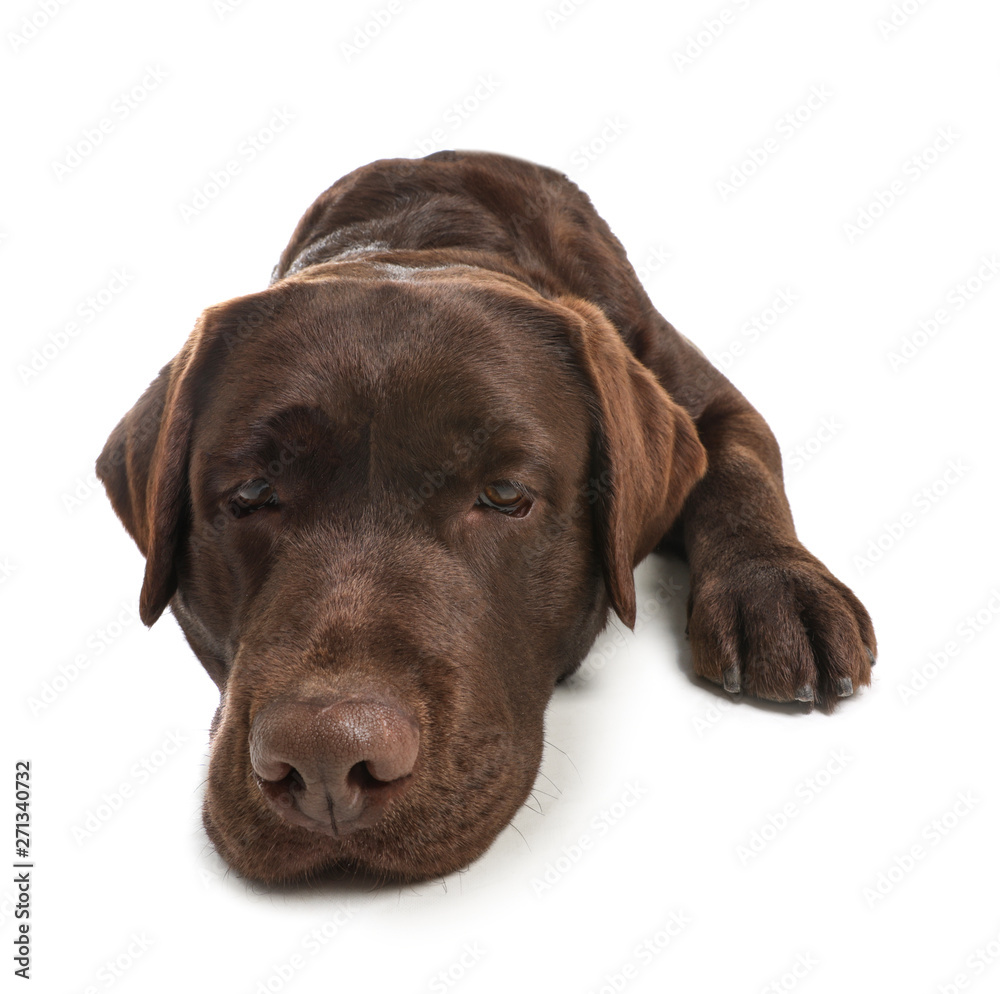 Chocolate labrador retriever lying on white background Chocolate labrador retriever lying on white background
