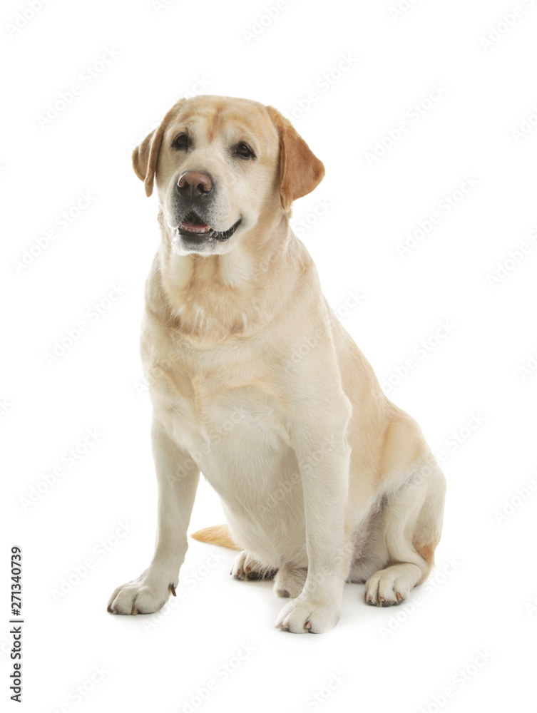 Yellow labrador retriever sitting on white background