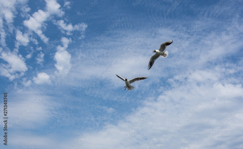 Fototapeta premium two seagulls are flying against the blue sky and clouds close up