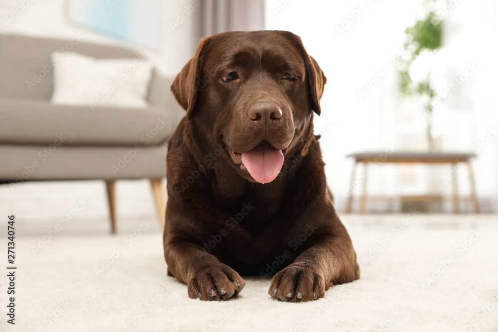 Chocolate labrador retriever lying on floor indoors Chocolate labrador retriever lying on floor indoors