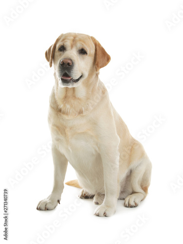 Yellow labrador retriever sitting on white background