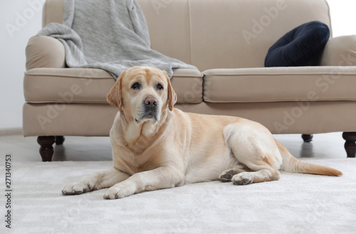 Yellow labrador retriever lying on floor indoors