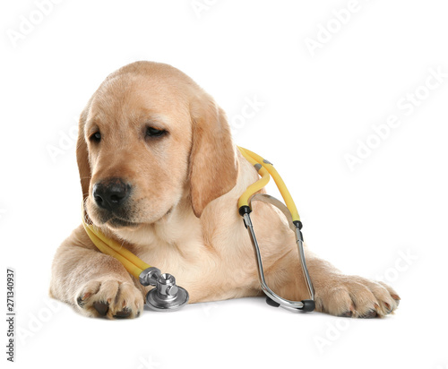 Cute little dog with stethoscope as veterinarian on white background © New Africa