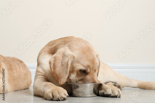 Cute yellow labrador retriever puppy eating from bowl on floor indoors. Space for text