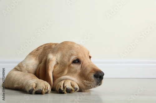 Cute yellow labrador retriever puppy on floor indoors. Space for text