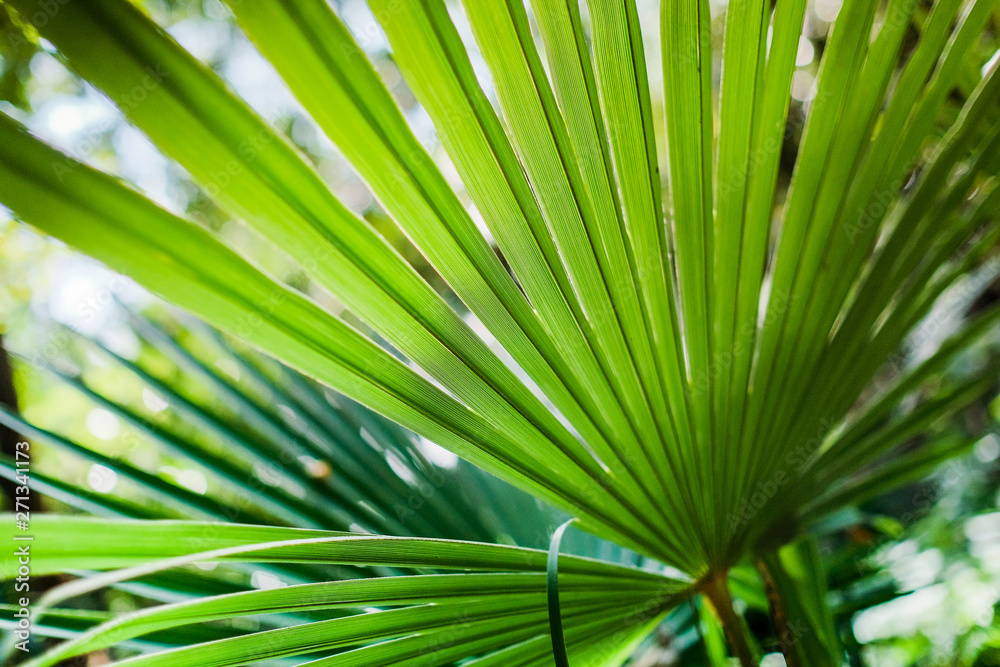 Green fresh leave of trachycarpus palm tree Green fresh leave of trachycarpus palm tree