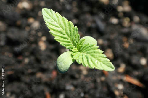 Marijuana Plant Growing From Seed Close Up High Quality 