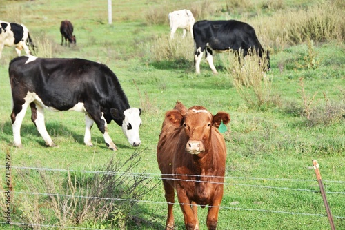 Brown and Black Cows