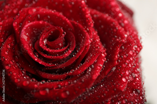 Beautiful red rose with water drops on white background  closeup