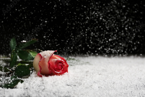 Beautiful rose in snow on table against black background, space for text photo