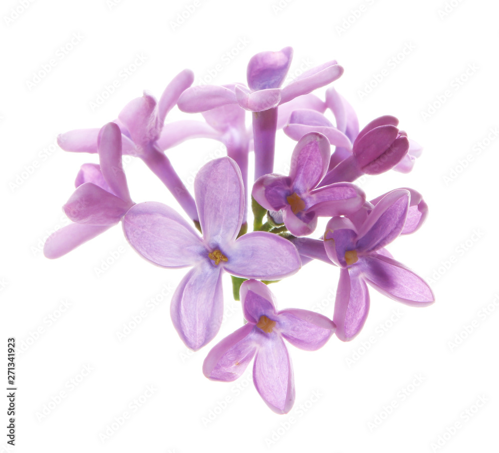 Obraz premium Branch with lilac flowers on white background