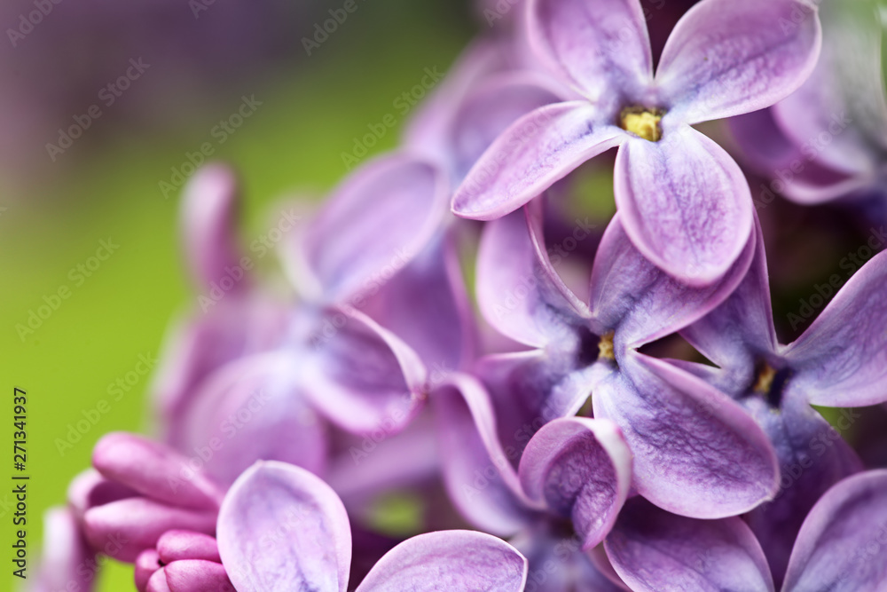 Beautiful blossoming lilac flowers on blurred background, closeup. Space for text Beautiful blossoming lilac flowers on blurred background, closeup. Space for text