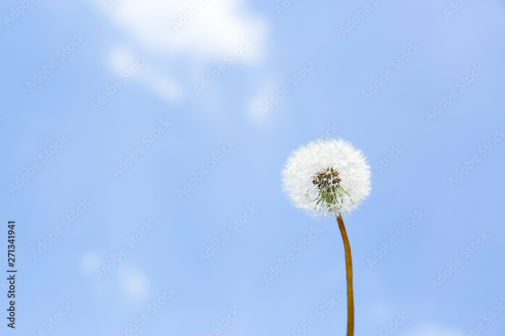 Closeup view of dandelion against blue sky, space for text. Allergy trigger