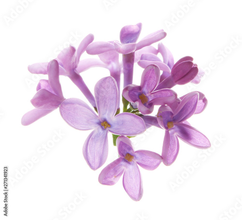 Branch with lilac flowers on white background © New Africa