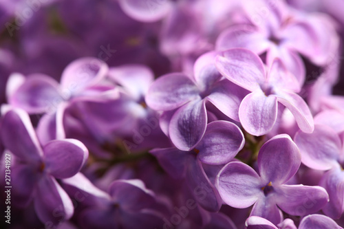 Beautiful blossoming lilac as background  closeup. Spring flowers