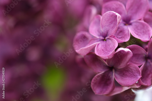 Beautiful blossoming lilac flowers on blurred background, closeup. Space for text © New Africa