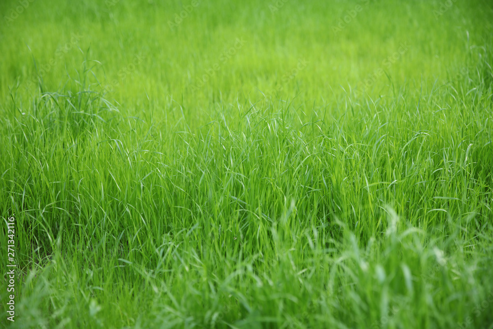 Natural green blurred grass background