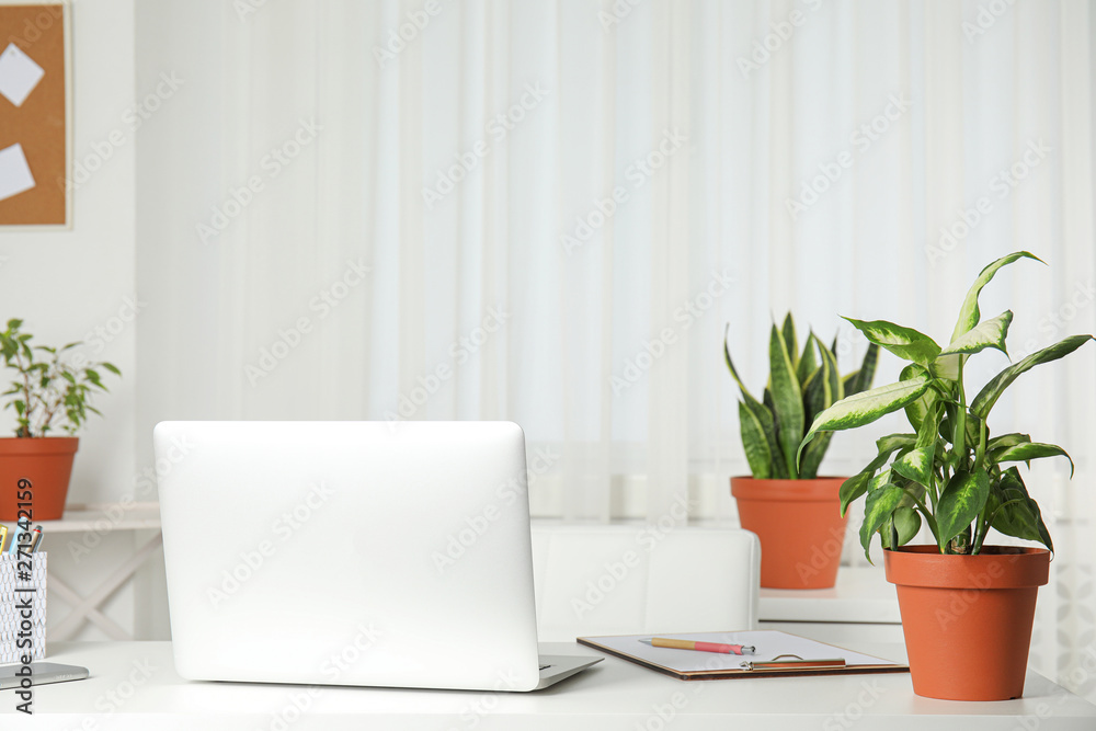 Fototapeta premium Laptop on table and houseplants in office interior, space for text