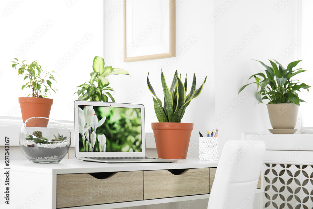 Houseplants and laptop on table in office interior