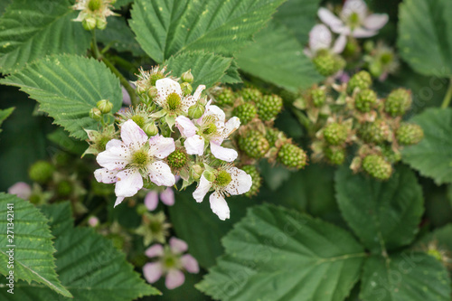 close-up of blackberry bush flowers and buds with blurred background