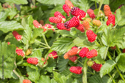 closeup of loganberry bush with ripe and unripe loganberries